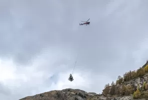 Air Zermatt, Weihnachtsbaum, Tannenbaum, Transport