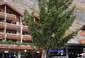 Christbaum, Tannenbaum, Air Zermatt, Transport, Weihnachten