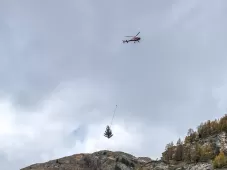Christmas tree, fir tree, Air Zermatt, transport, Christmas