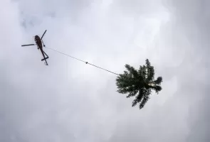 Tannenbaum, Christbaum, Weihnachten, Air Zermatt
